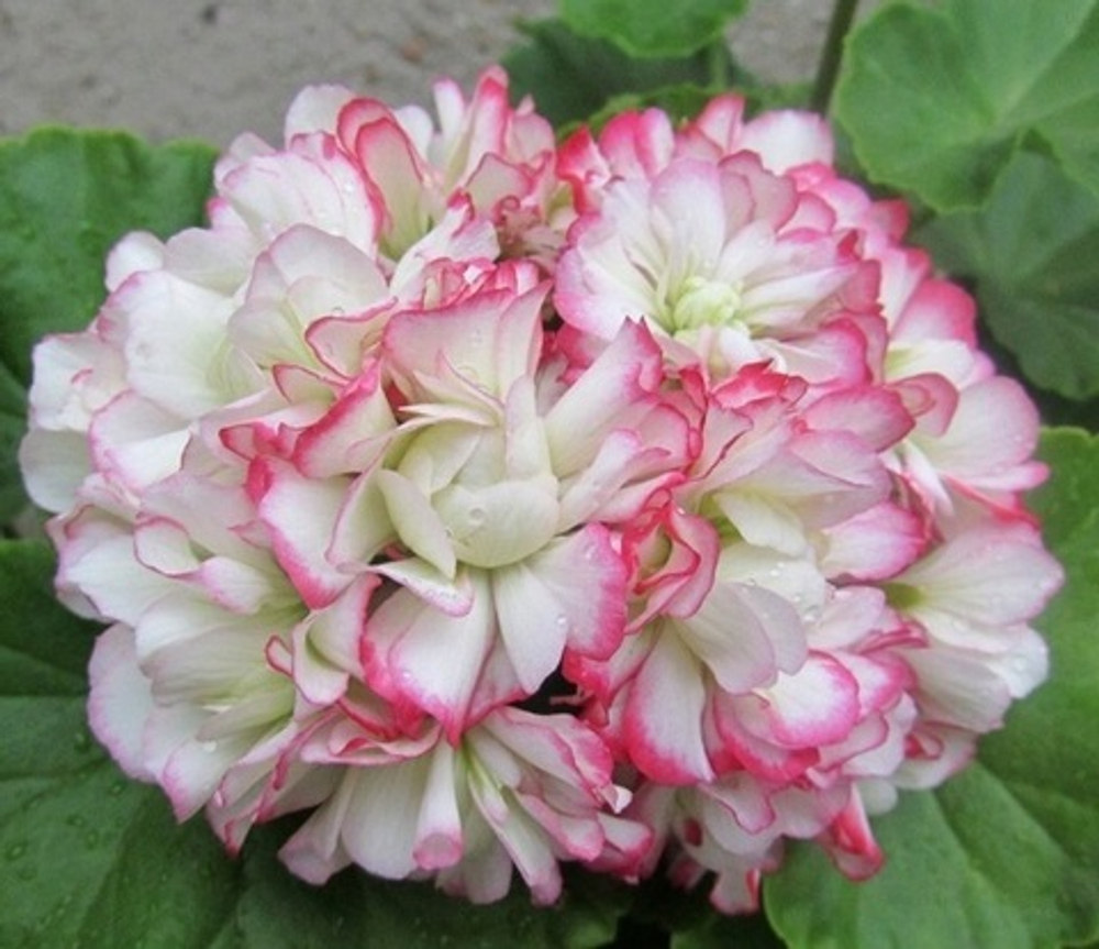 Пеларгония розебудная Rosebud Appleblossom ОКС укорененный черенок