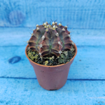 Gymnocalycium Friedrichii (Гимнокалициум)