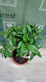 C. deliciosa × C. sinensis “Cadenera”