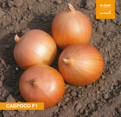 Сабросо F1 семена лука репчатого (Nunhems / Нюнемс)