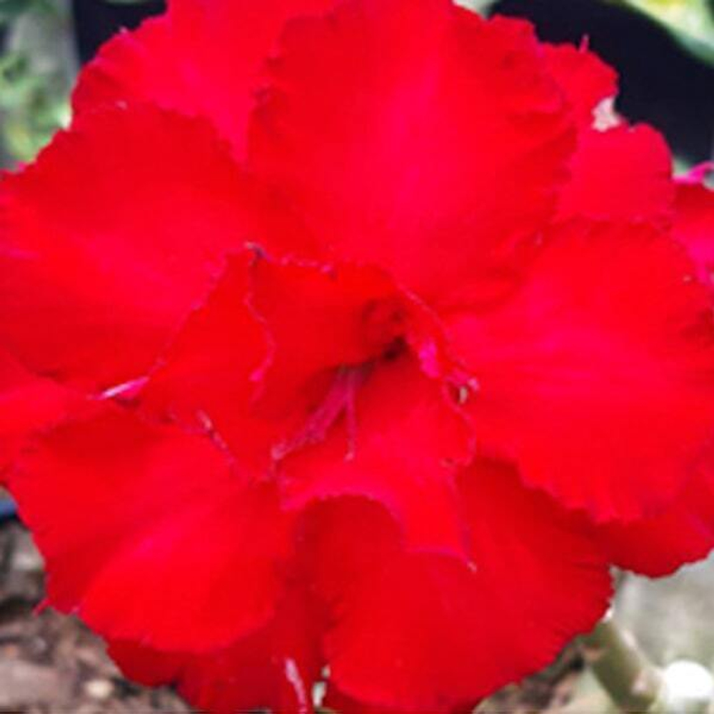 Адениум обесум RED ROSE