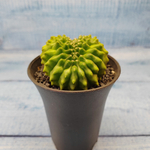 Gymnocalycium Spineless Crested form (Гимнокалициум Кристатный)