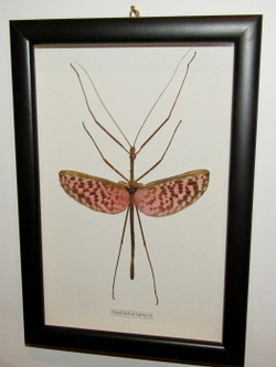 Палочник Тамирис в рамке