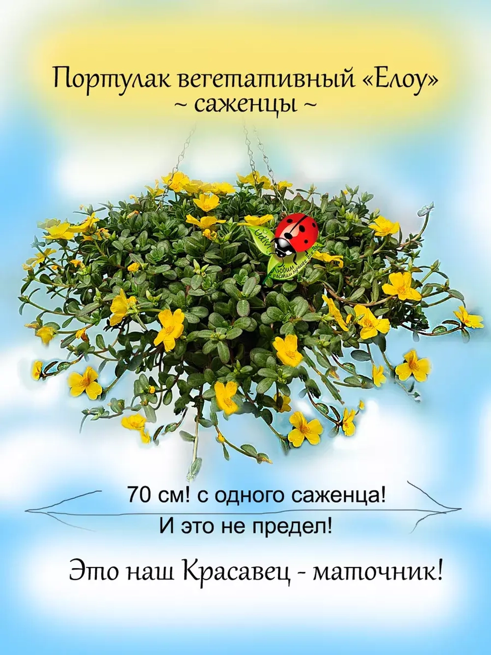 Портулак Вегетативный Елоу ампельный почвопокровный