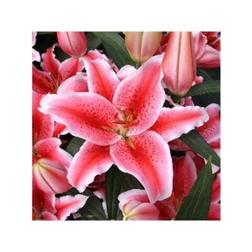 Лилия Карнавал