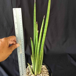 Сансевиерия VOLKENSII VAR