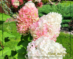 Гортензия метельчатая Пинк энд Роуз- Розовый и Роза (Hydrangea paniculata `Pink and Rose`)