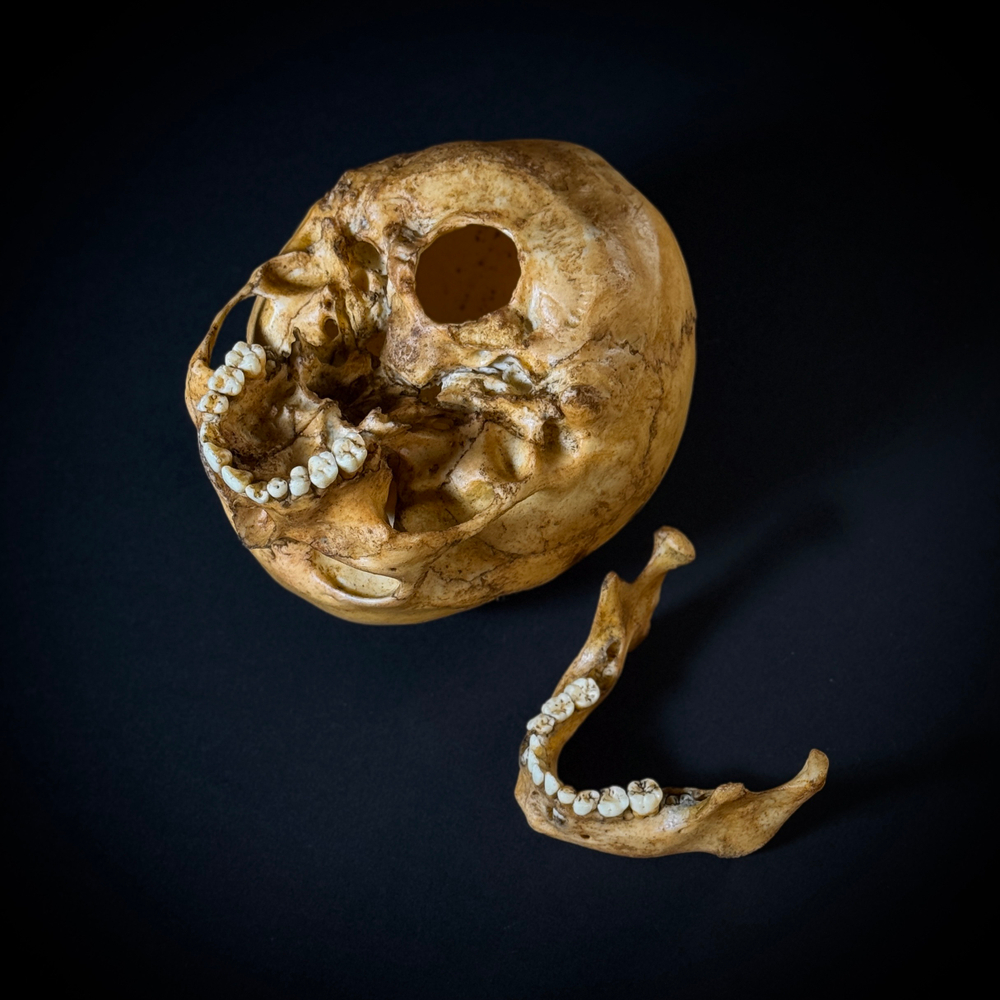 Череп человека ребёнок (анатомическая модель)