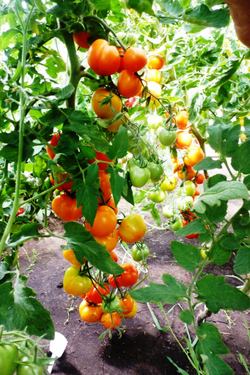 Помидоры - Zlatava - Златава