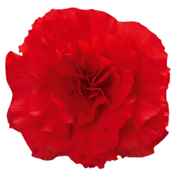 Бегония клубневая Нонстоп Ред (50шт) Витагрин Профи