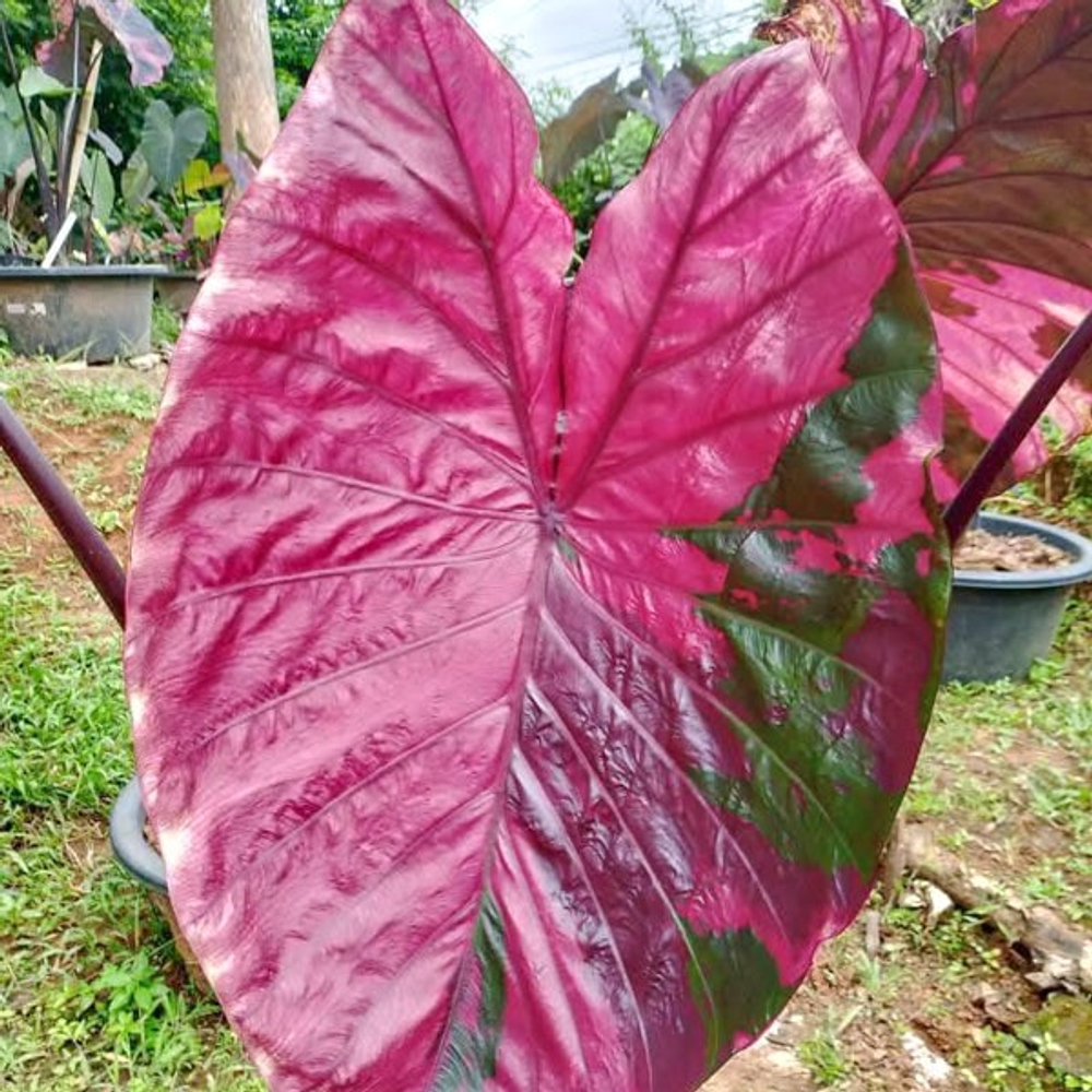 Колоказия LANSKA BLACK RED