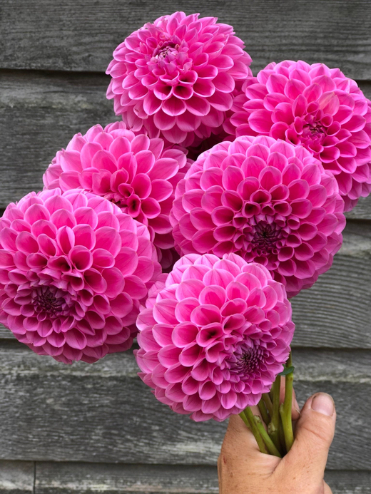 Георгин Sweet Fabienne (корень) Закупка М55 апрель 2026