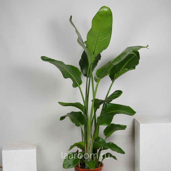 Стрелиция Николая 27/150