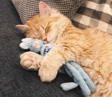 Почему кошки любят кошачью мяту