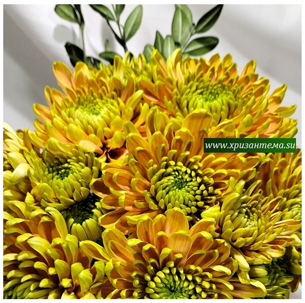 Хризантема крупноцветковая Rossano Elizabeth /О.101 /поставка весна 2026г/