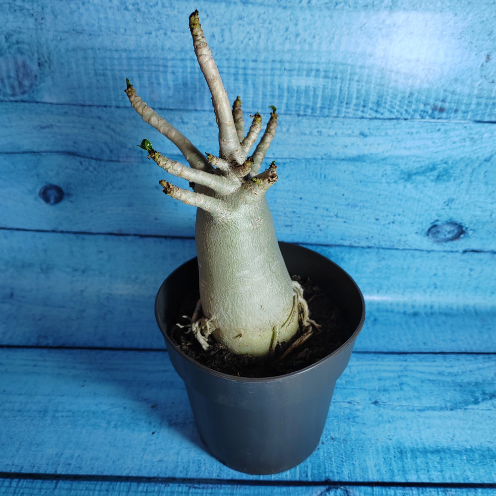 Adenium Baobab (Адениум)