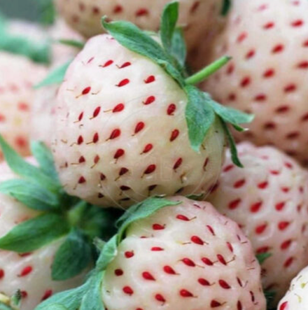 Клубника Белый швед рассада меристема