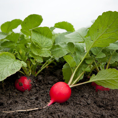 Стеллар F1 семена редиса (Syngenta / Сингента)
