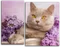Модульная картина "Лиловый британский кот"