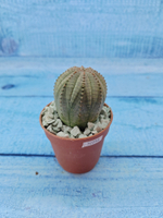 Euphoria Obesa (Эуфорбия)
