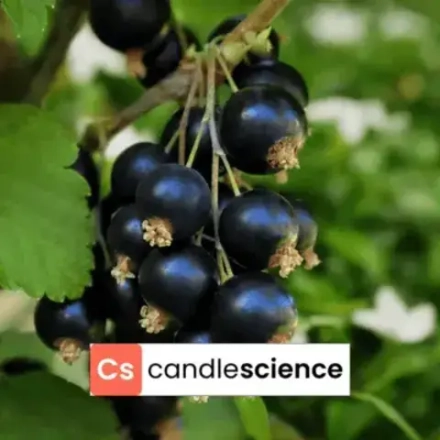 CS - 19 - Black Currant and Jasmine - Чёрная смородина и жасмин