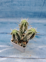 Euphorbia Mammillaris variegata (Эуфорбия)