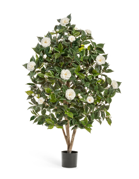 Камелия Японика цветущая кремовая 150 см