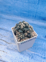 Coryphantha Andreae (Корифанта)