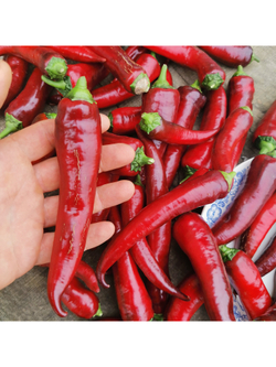 Перец сладкий Purple Marconi - Маркони Фиолетовый