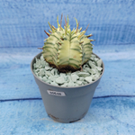 Euphorbia meloformis f. Variegated (Эуфорбия вариегатная)