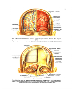 Атлас топографической анатомии человека. Том 1. Голова и шея | Ю.Л. Золотко