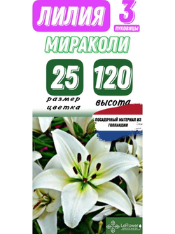 Лилия Луковица, Мираколи, 3 шт