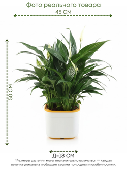 Спатифиллум Light Luxury Crown