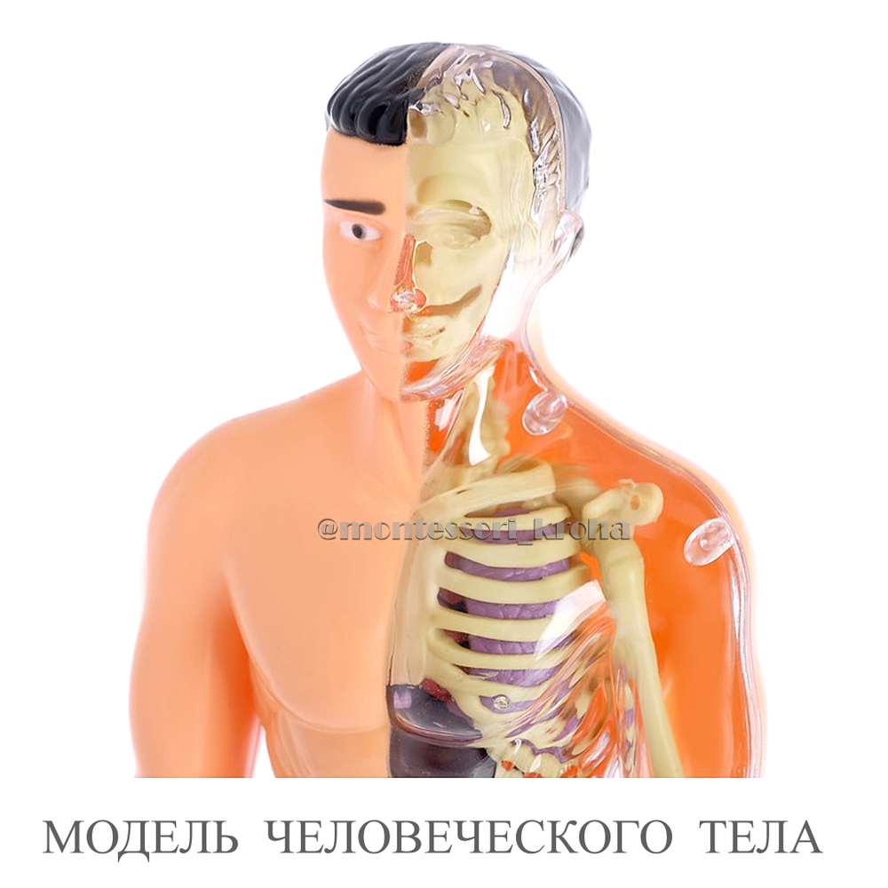 МОДЕЛЬ ЧЕЛОВЕЧЕСКОГО ТЕЛА