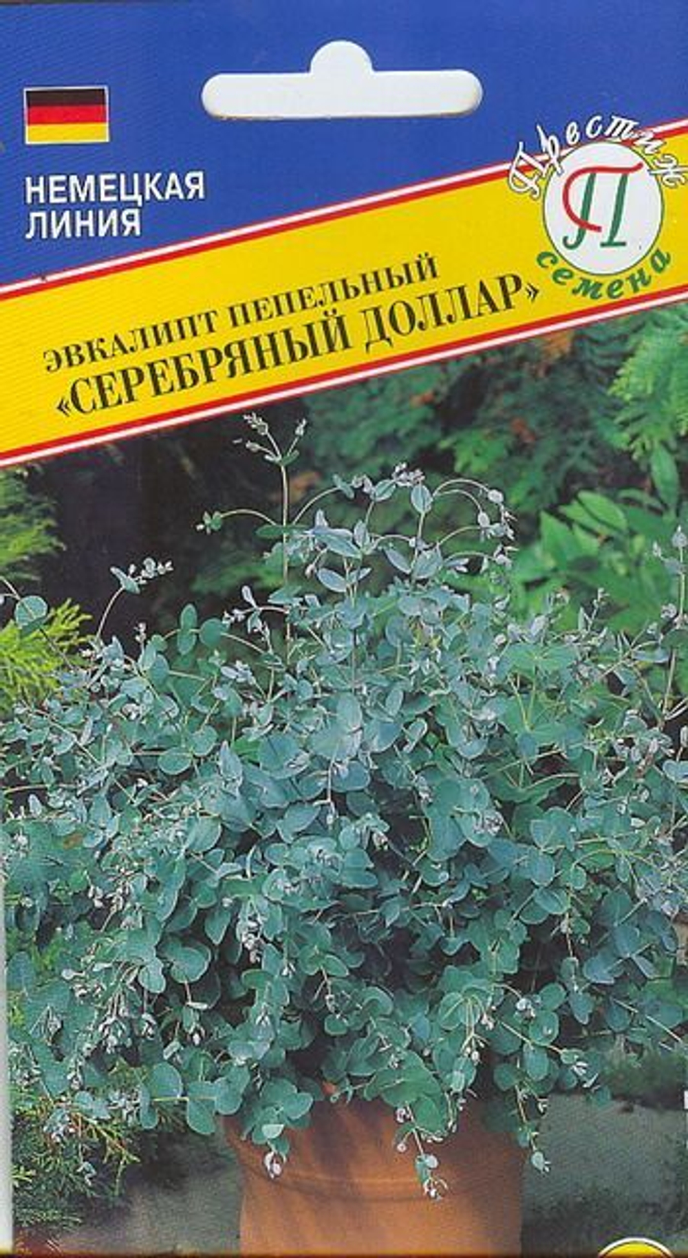 Эвкалипт пепельный Серебряный Доллар 5шт.