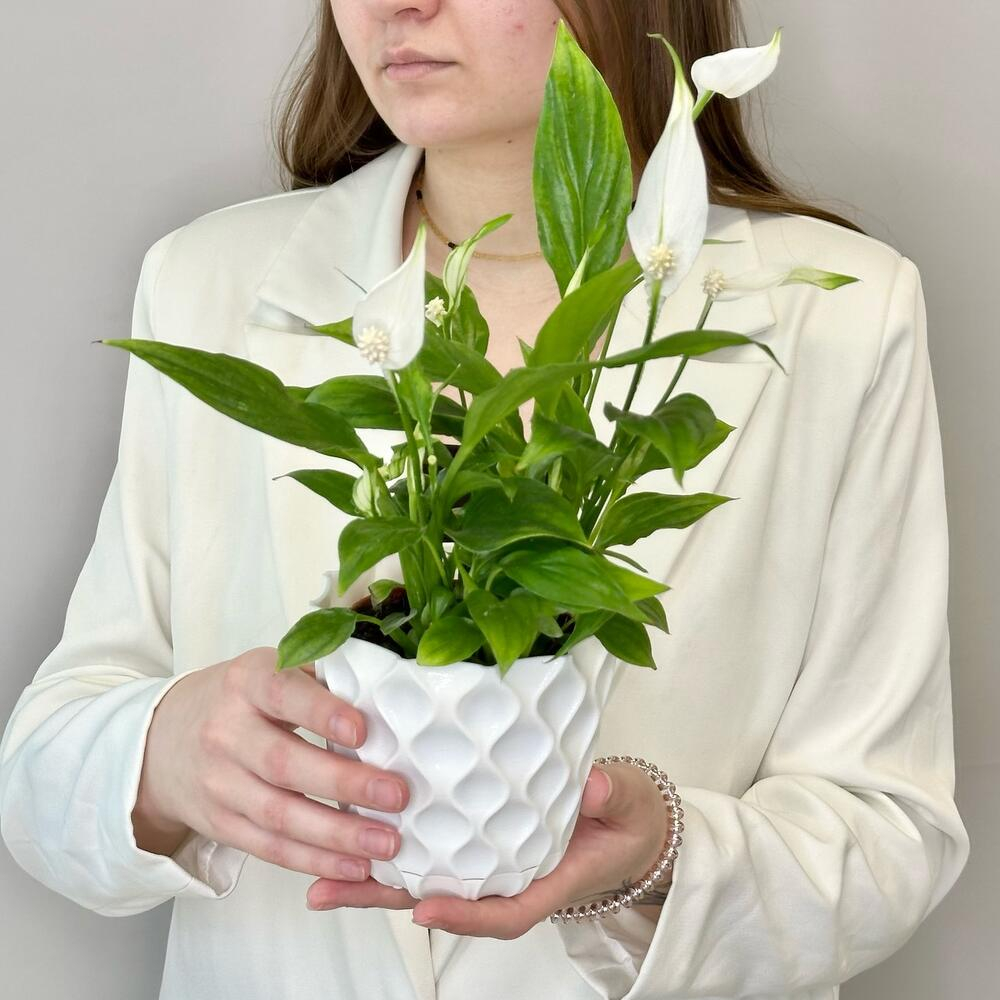 Спатифиллум Уоллиса