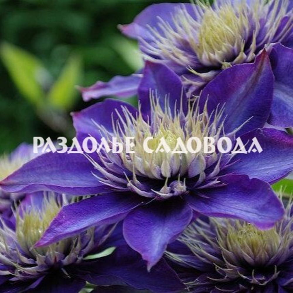 Клематис крупноцветковый Мульти Блю