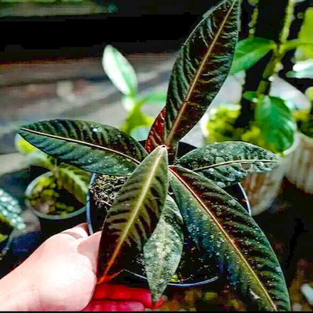 Лабизия SP SEKADAU