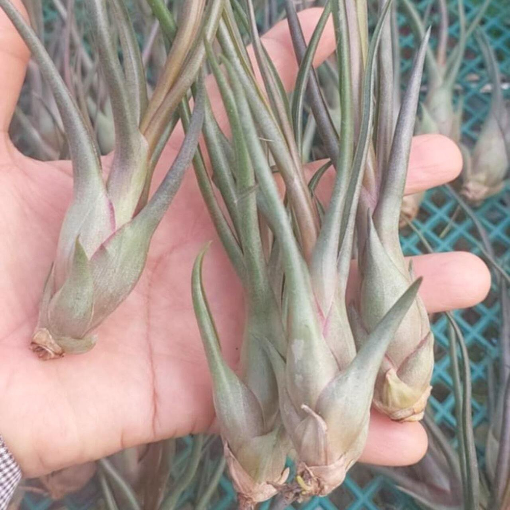 Тилландсия Durrell (limbata x bulbosa) M