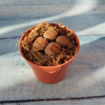 Lithops sp. (Литопсы)