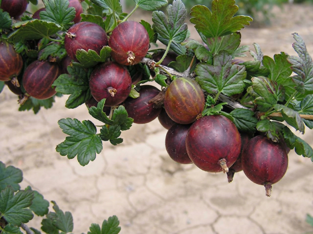 Крыжовник Консул