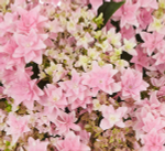 Floria Pink/ Флори Пинк (Стандарт поставки Р9)2025г.