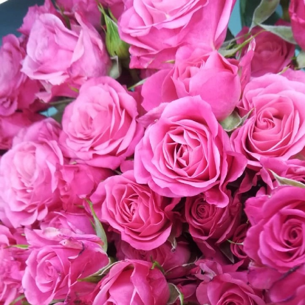 Букет из 21 кустовых роз Розовый фламинго