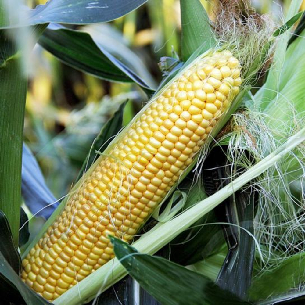 Кукуруза Сладкие бусы 7г Ц Аэлита