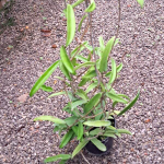 Хойя MINIBELLE (CARNOZA X SHEPDARDII)