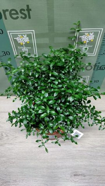 Микроцитрус "Blood Lime"