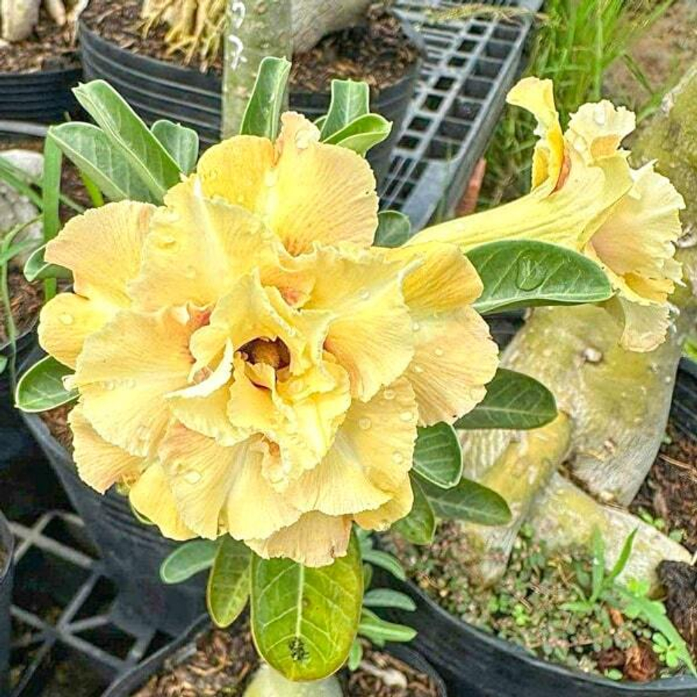 Адениум CHAN DARA