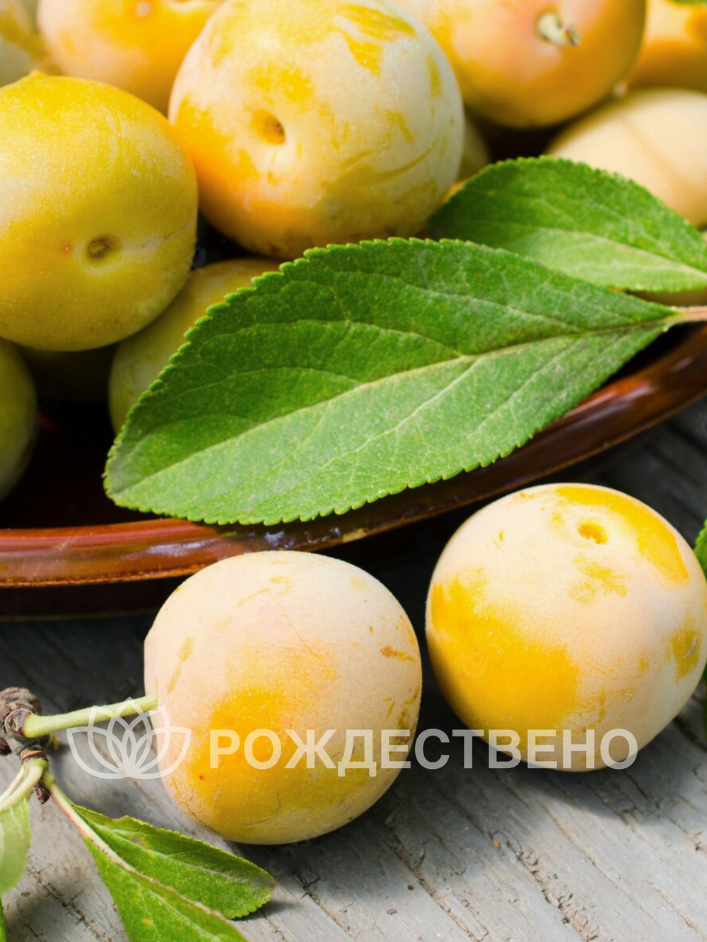 Алыча Царская
