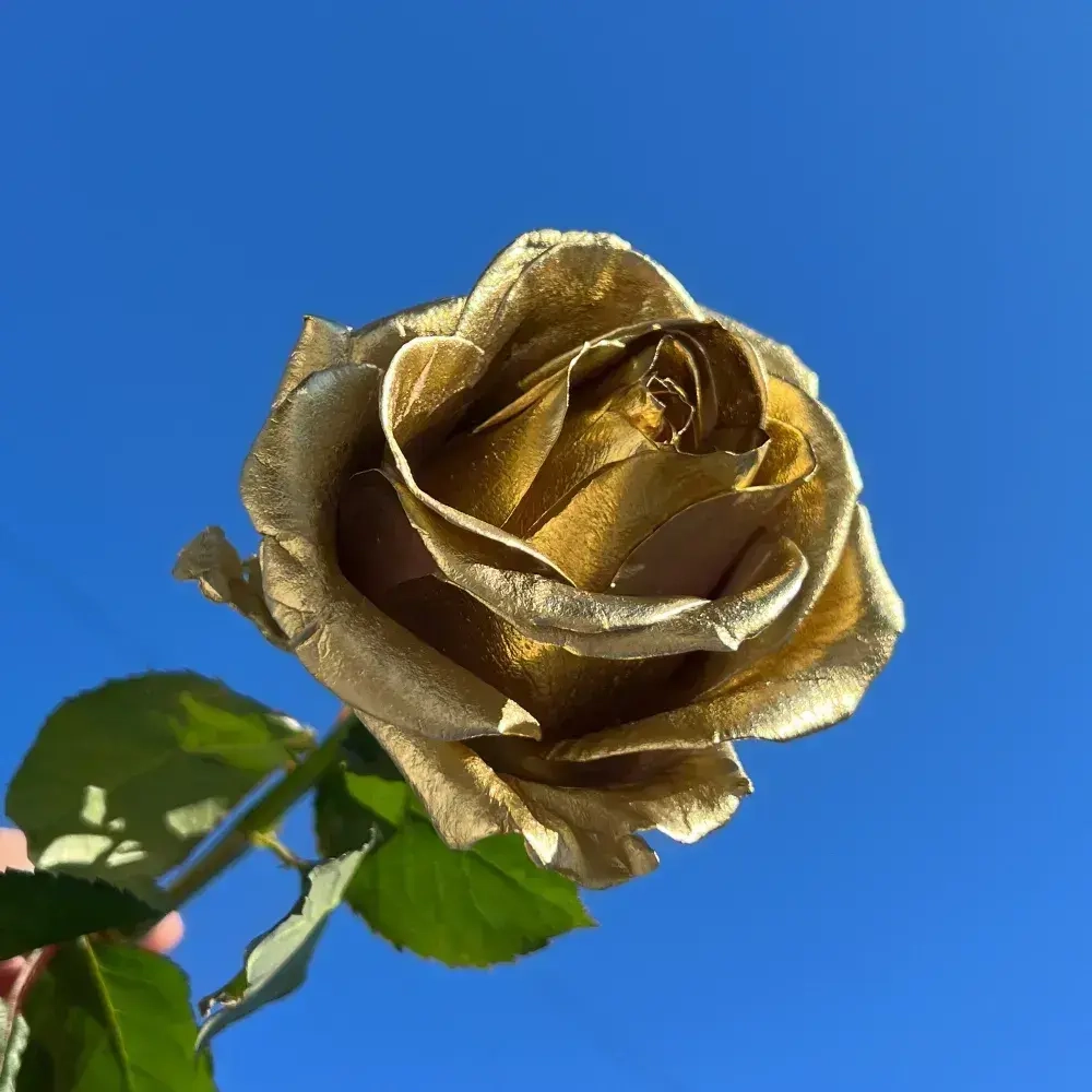 Аэрозольная краска SIANA High Quality в баллончике для мебели и декора, металла и пластика, стекла и сухоцветов, цветов и радиаторов, быстросохнущая и полуглянцевая, 0.52 л, зеркальное золото