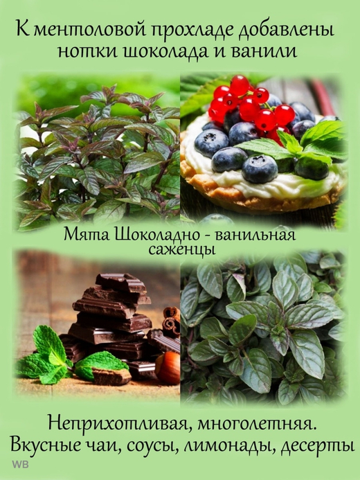 Мята шоколадно-ванильная многолетнее растение